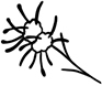 Zaubernuss